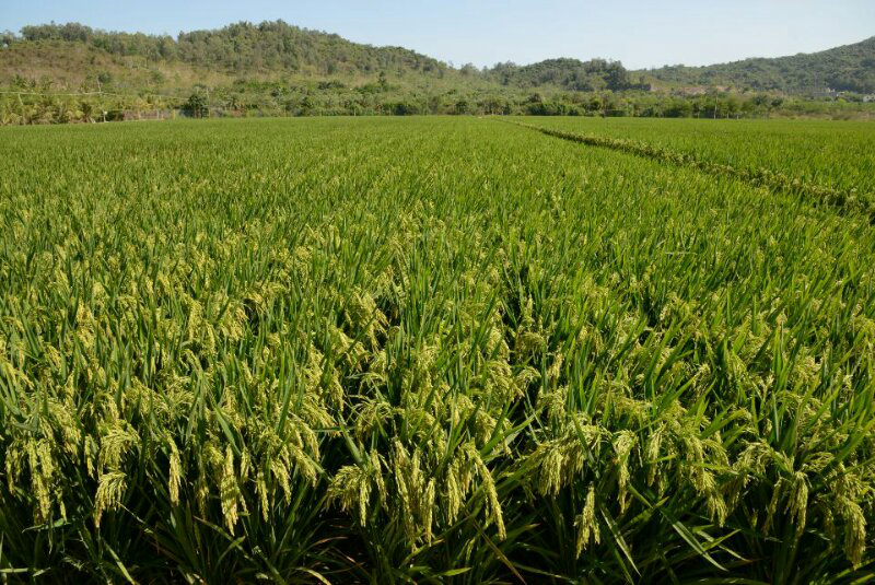 袁氏麓峰現(xiàn)代農(nóng)業(yè)有限公司,長沙袁酒原材料基地管理,白酒銷售,酒類銷售哪里好