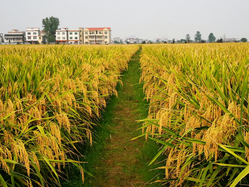 袁氏麓峰現(xiàn)代農(nóng)業(yè)有限公司,長沙袁酒原材料基地管理,白酒銷售,酒類銷售哪里好